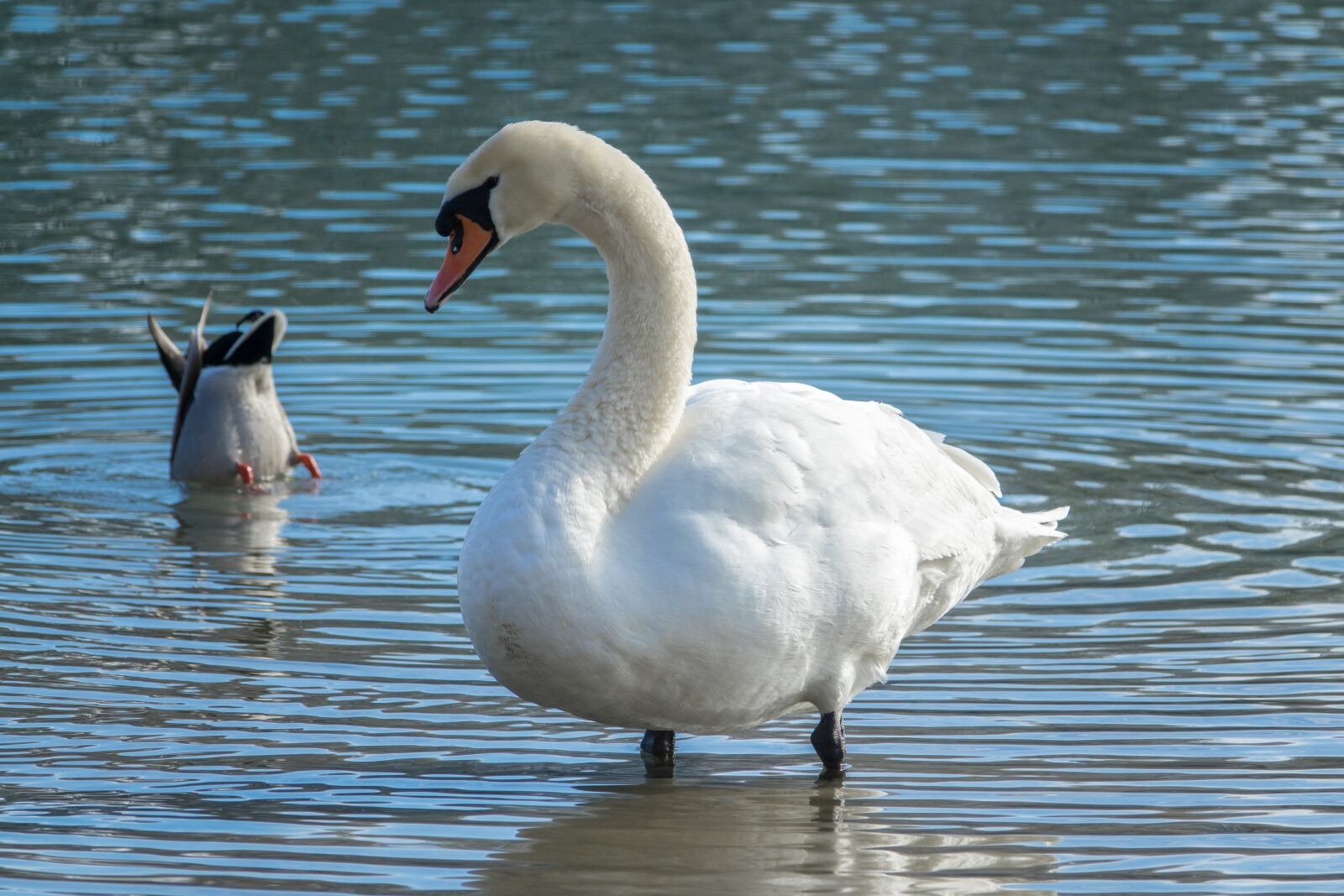 Sony Cyber-shot DSC-RX10 III sample photo. Bird, swan, waters photography