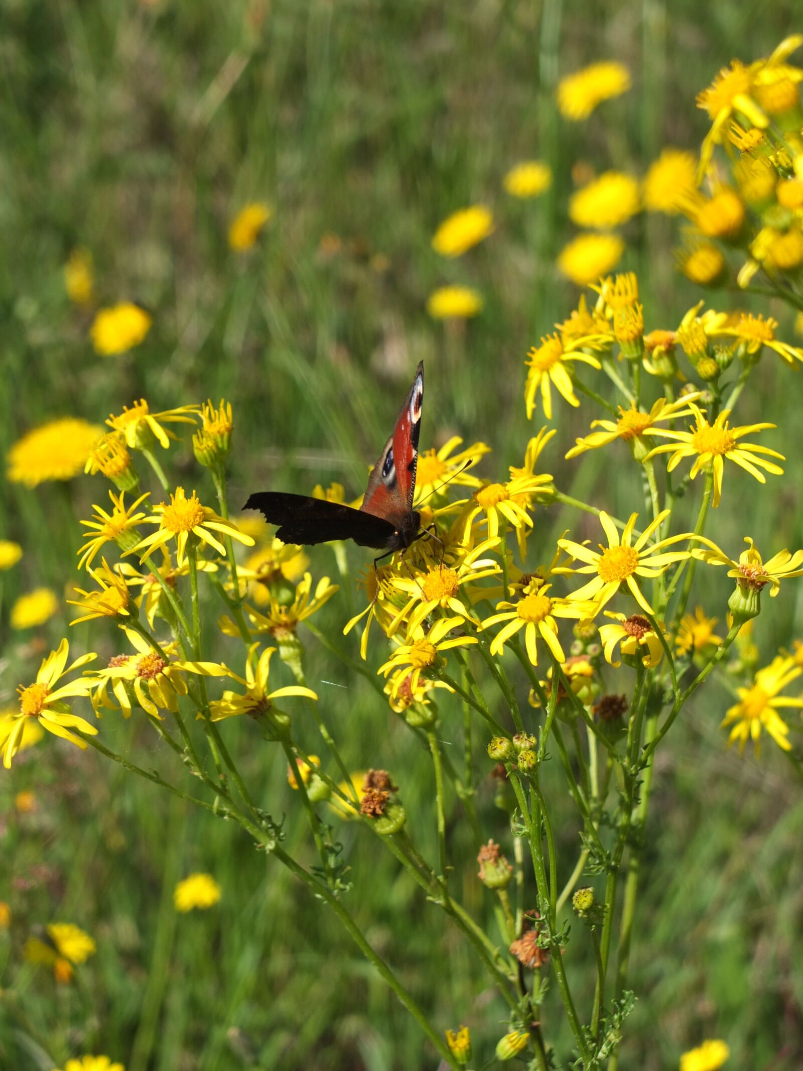 Fujifilm X10 sample photo. Peacock butterfly, butterfly, insect photography