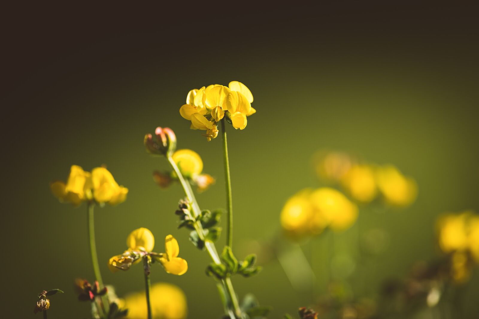 Nikon D750 sample photo. Lotus corniculatus, fenugreek, pointed photography