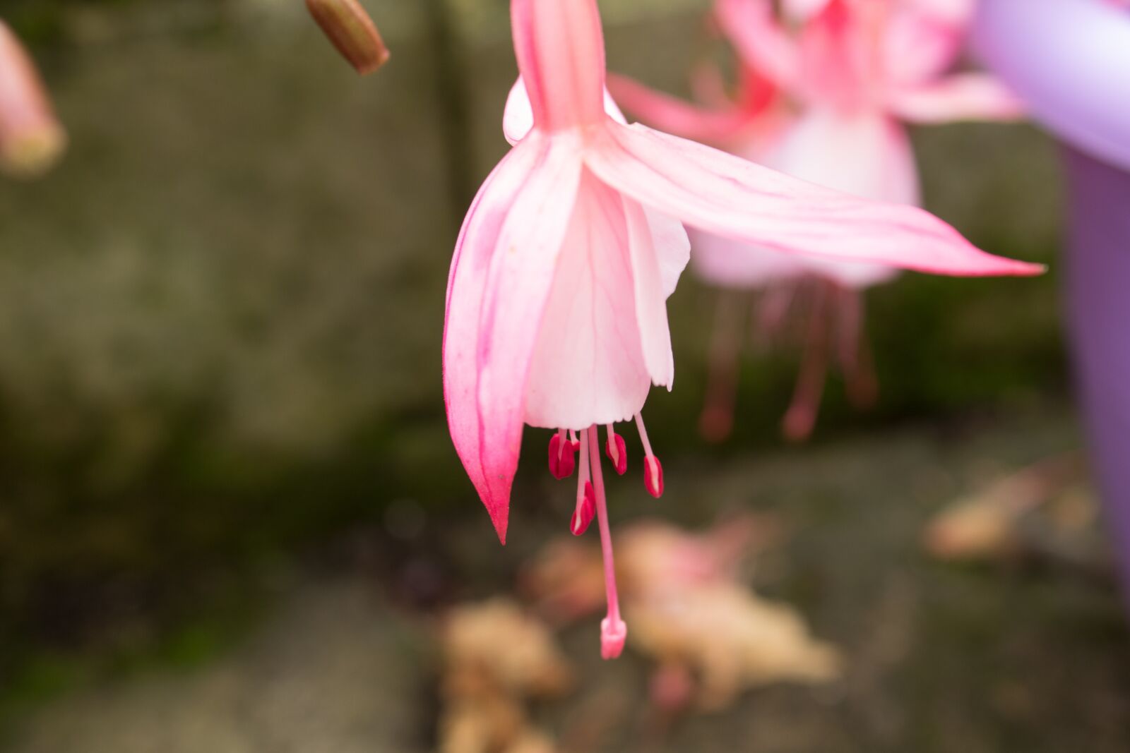Canon EOS 1300D (EOS Rebel T6 / EOS Kiss X80) sample photo. Pink flower, bright pink photography