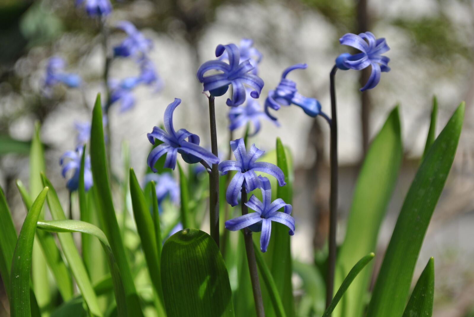 Nikon D3000 sample photo. Hyacinth, purple, garden photography