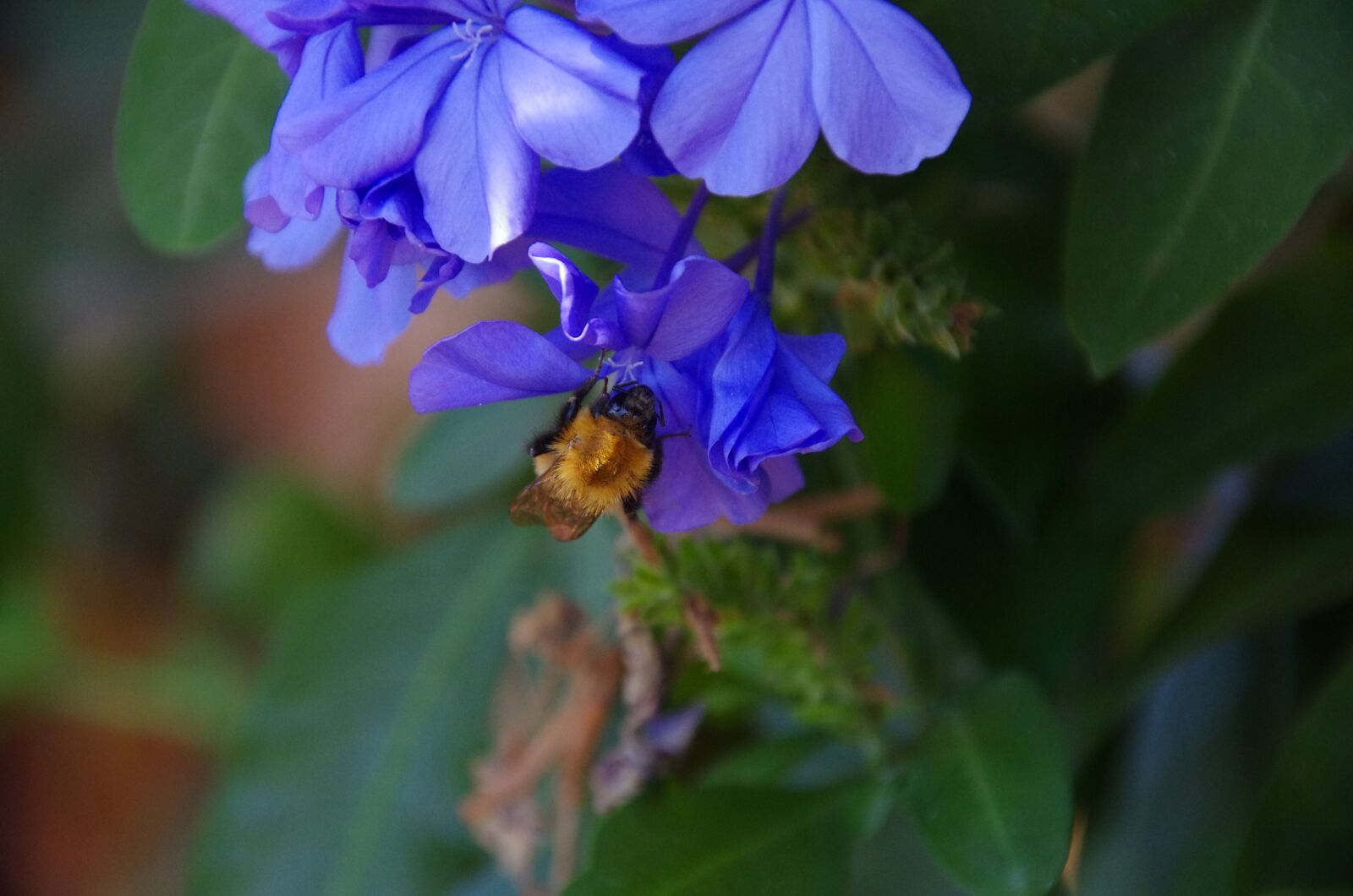 Pentax K-5 sample photo. Bombo, bumblebee, insects photography