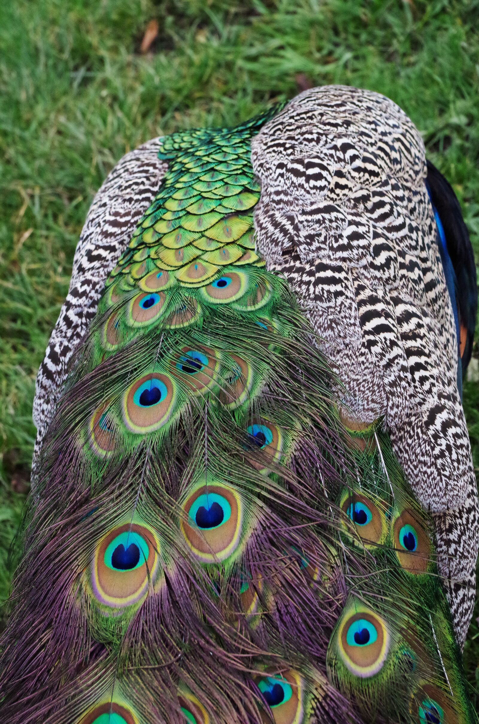 Pentax K-500 sample photo. Peacock, feathers, bird photography