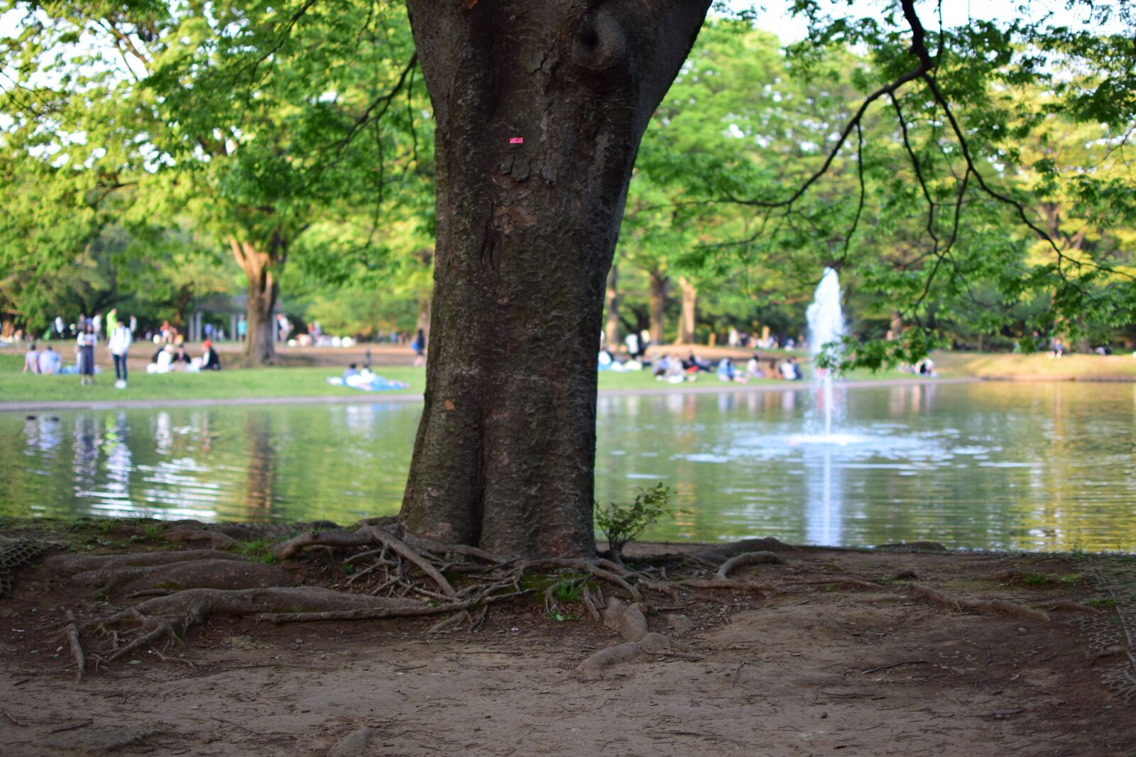 Nikon D3300 sample photo. Park, day, wood photography