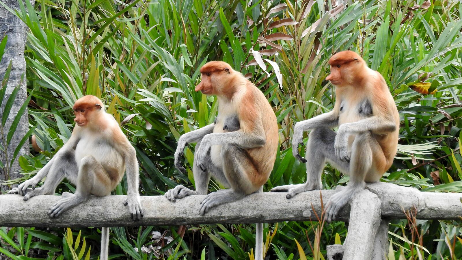 Nikon Coolpix P610 sample photo. Borneo, sepilok, proboscis monkey photography