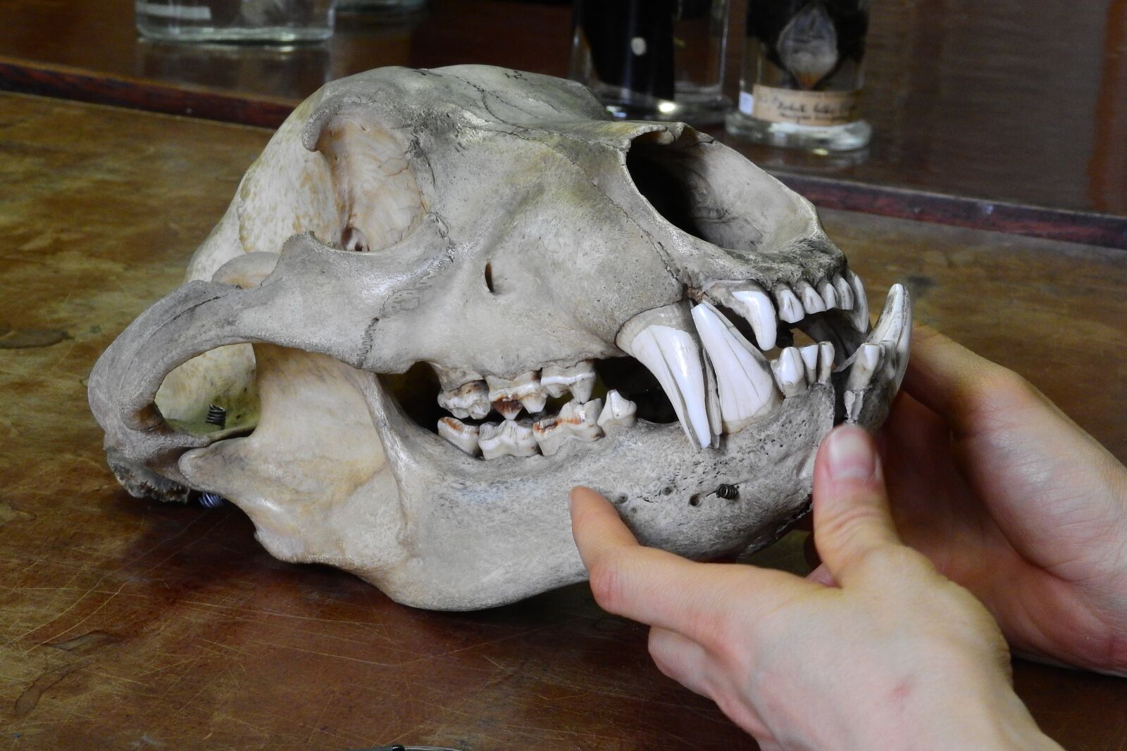 Nikon Coolpix P610 sample photo. Bear, ursus, skull photography