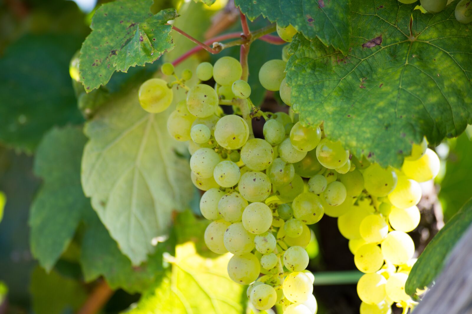 Nikon D7200 sample photo. Grape, foliage, wine photography
