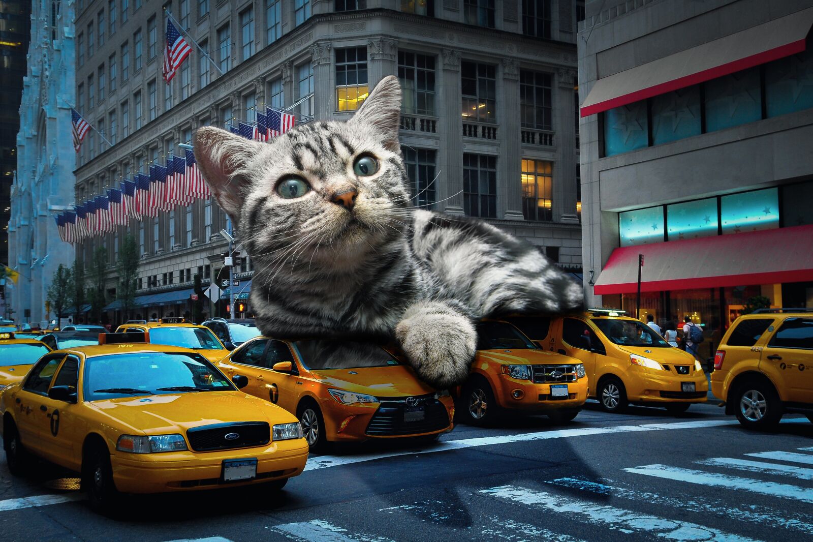 Nikon D300S sample photo. Cat, giant, fun photography
