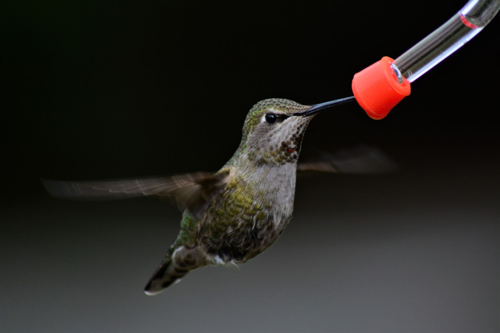 Nikon D7100 sample photo. Female, annas, hummingbird photography