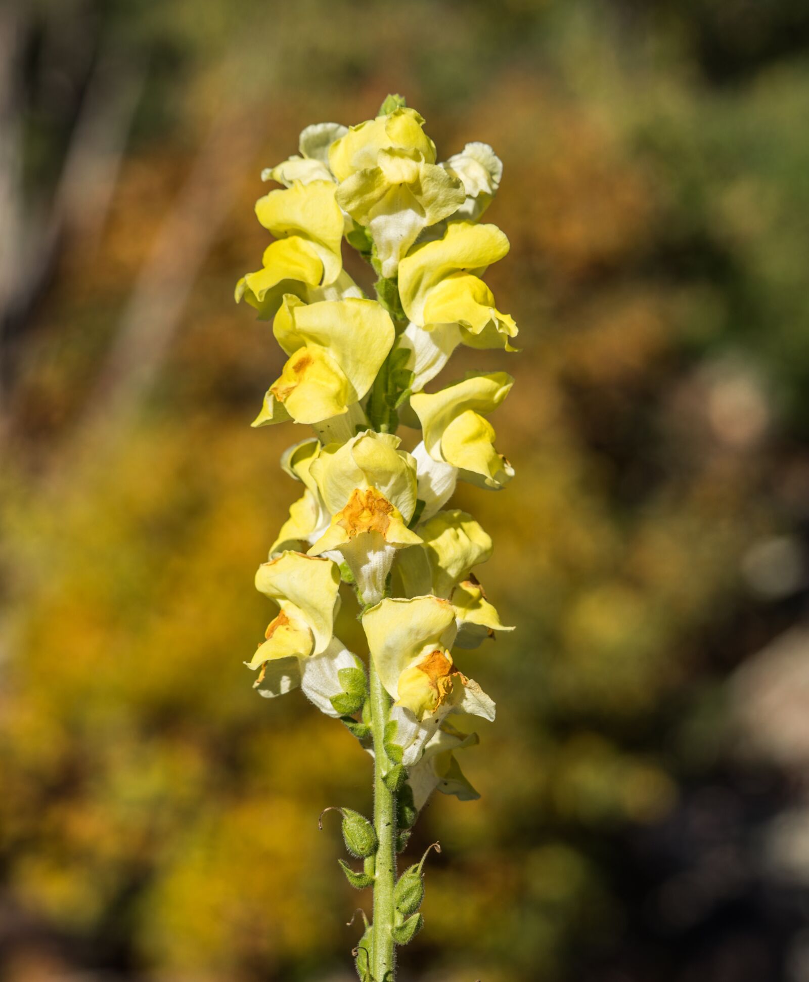Sony a7R II + Sony FE 24-240mm F3.5-6.3 OSS sample photo. Lupin, flower, yellow photography