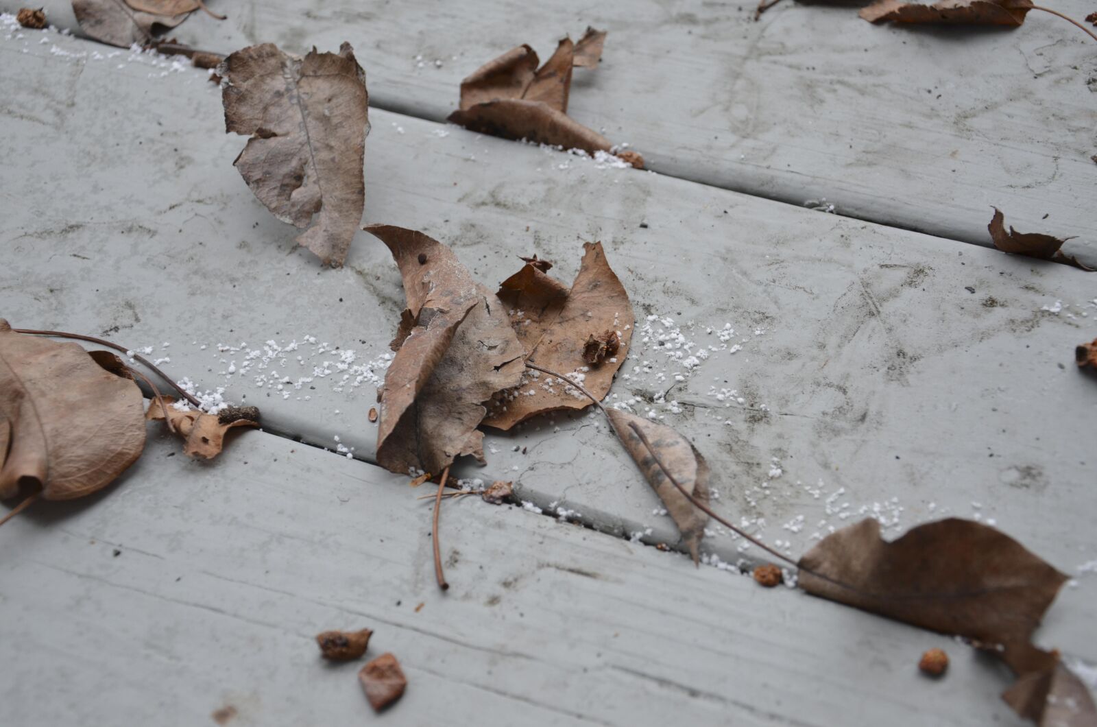 Nikon D7000 sample photo. Fall, leaves, dry photography