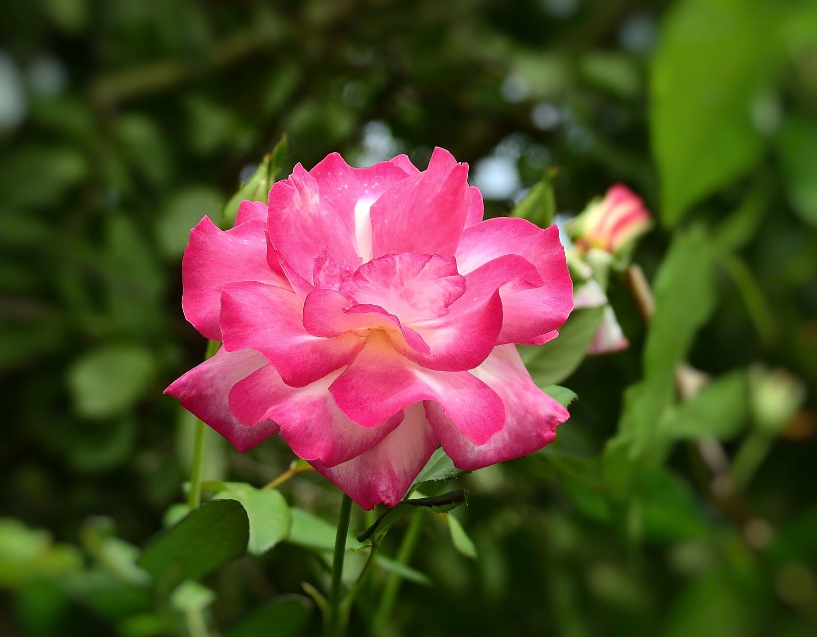 Nikon Coolpix P900 sample photo. Rose, nature, flower photography