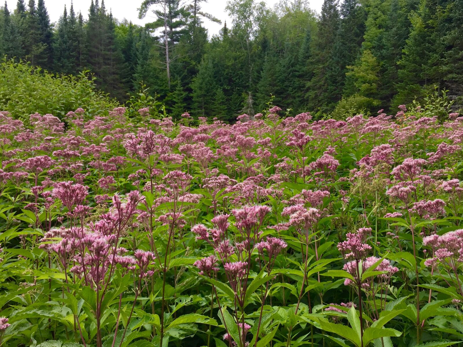 Apple iPhone 6 sample photo. Flowers, meadow, forest photography