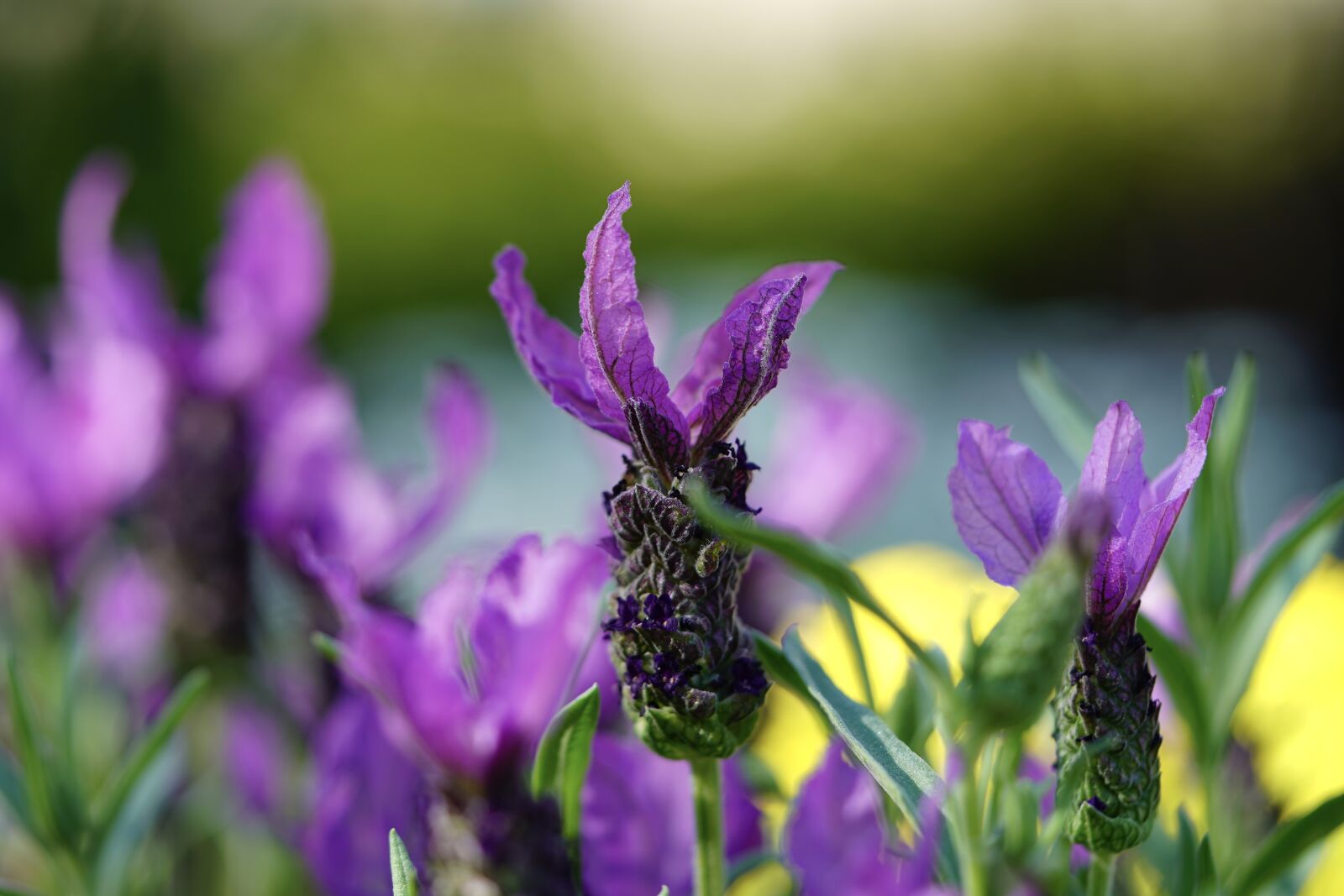 Sony a7 III + Sony FE 90mm F2.8 Macro G OSS sample photo. Lavender, lavendula, flower meadow photography