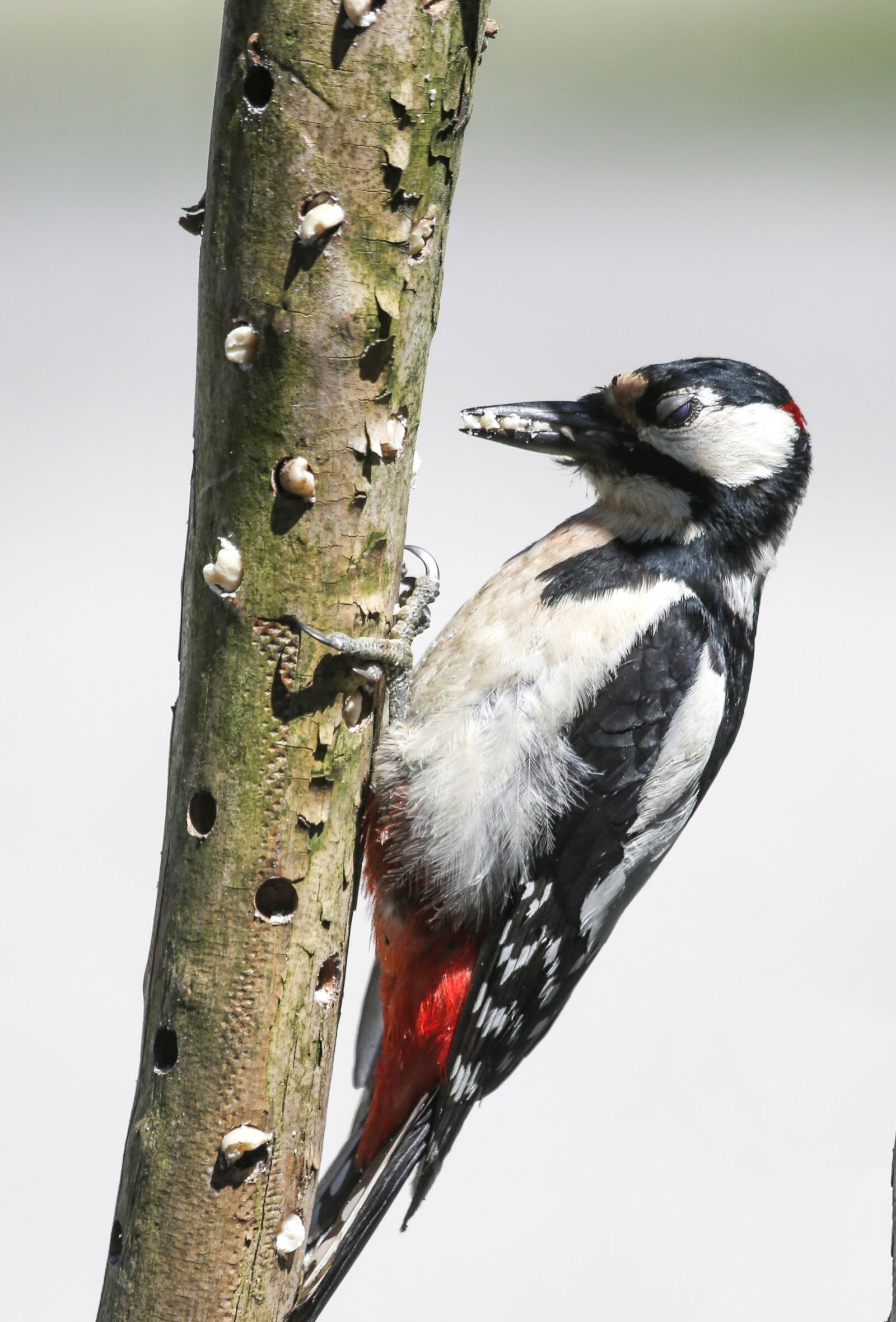 Canon EF 100-400mm F4.5-5.6L IS USM sample photo. Woodpecker, great spotted woodpecker photography