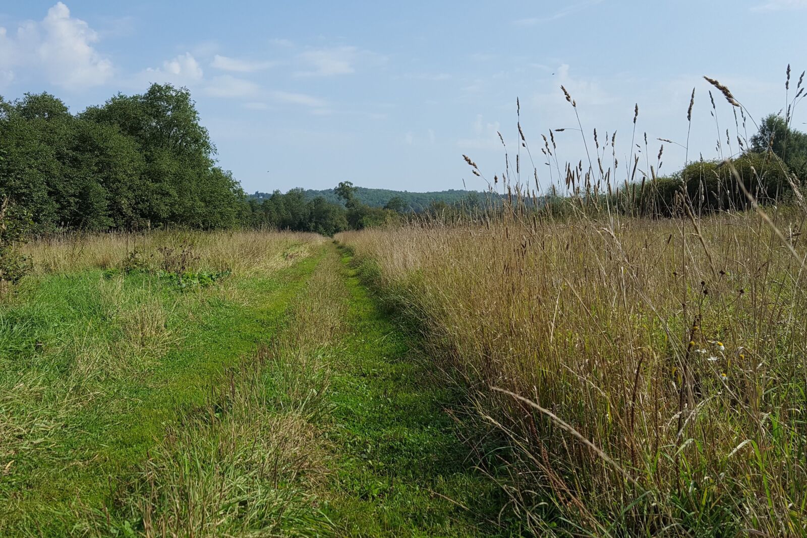 Samsung GALAXY S6 edge sample photo. Field, forest, road photography