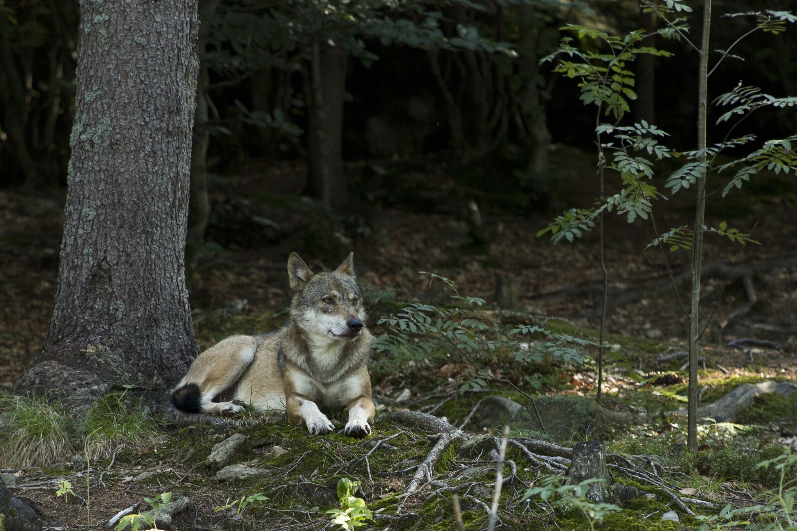 Canon EF 100-400mm F4.5-5.6L IS USM sample photo. Nature, wood, outdoors photography