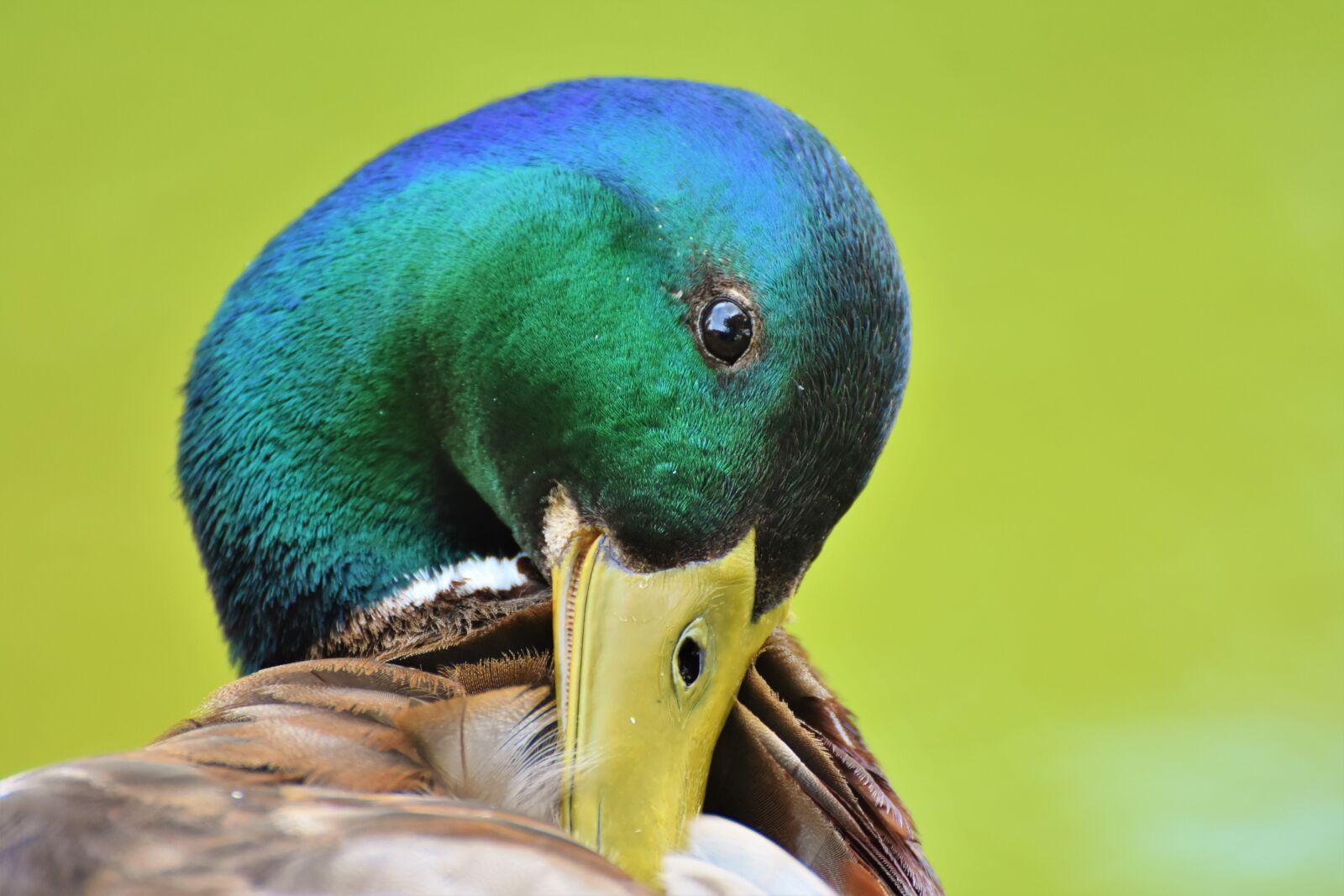 Nikon D7200 sample photo. Duck, drake, bird photography