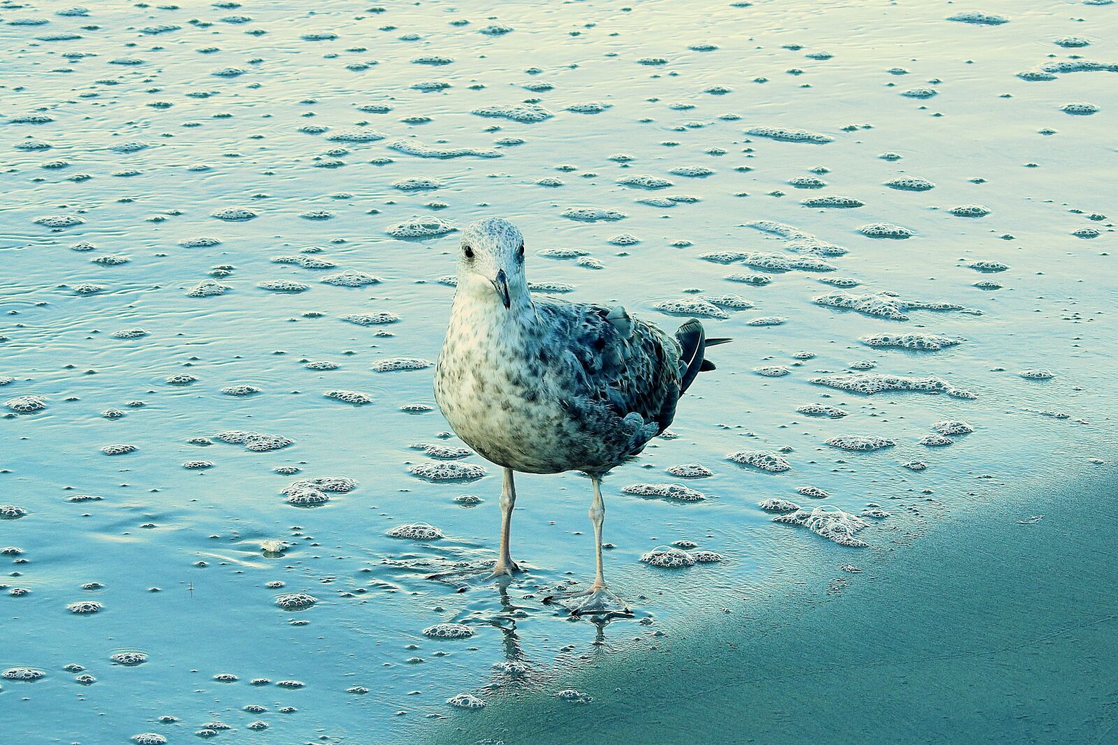 Nikon Coolpix P900 sample photo. Beach, common tern, sand photography