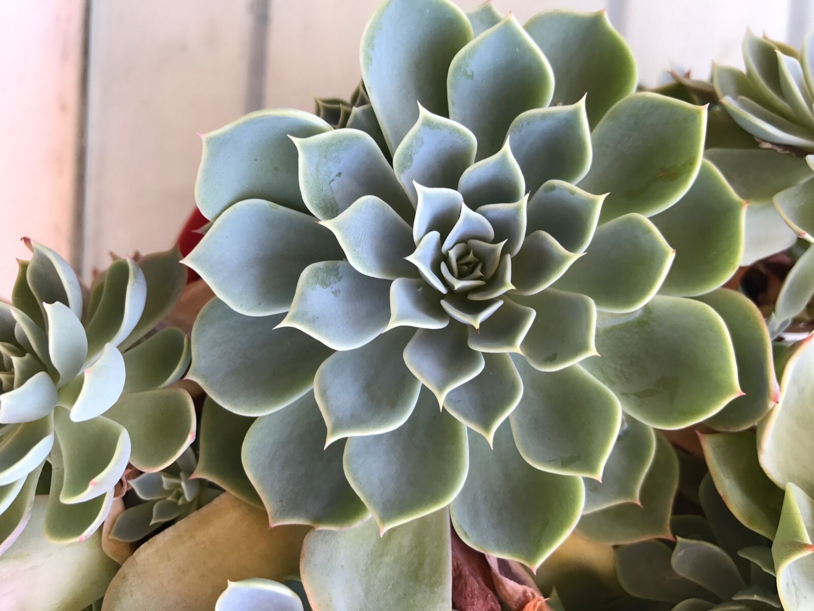 iPhone 7 Plus back dual camera 3.99mm f/1.8 sample photo. Succulent, plant, cactus photography