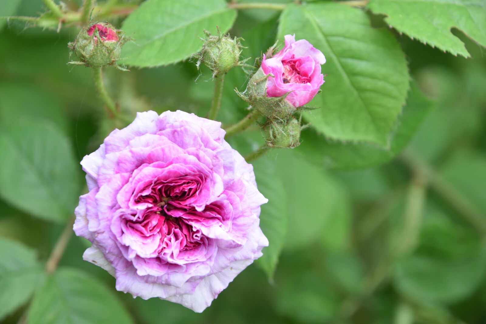 Nikon D5600 sample photo. Pink, flower, plant photography