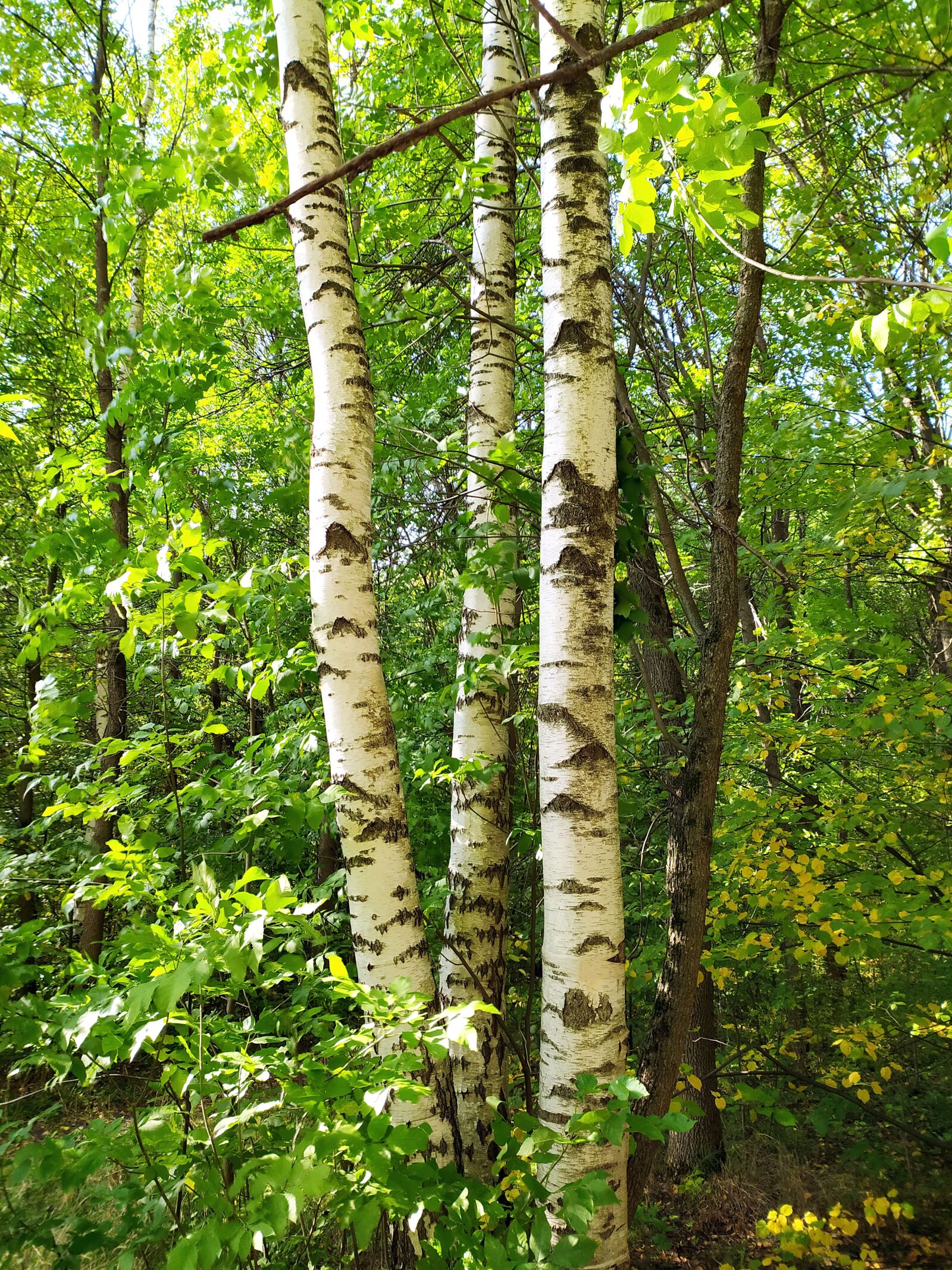 Xiaomi Redmi Note 8T sample photo. Russia, forest, birch photography