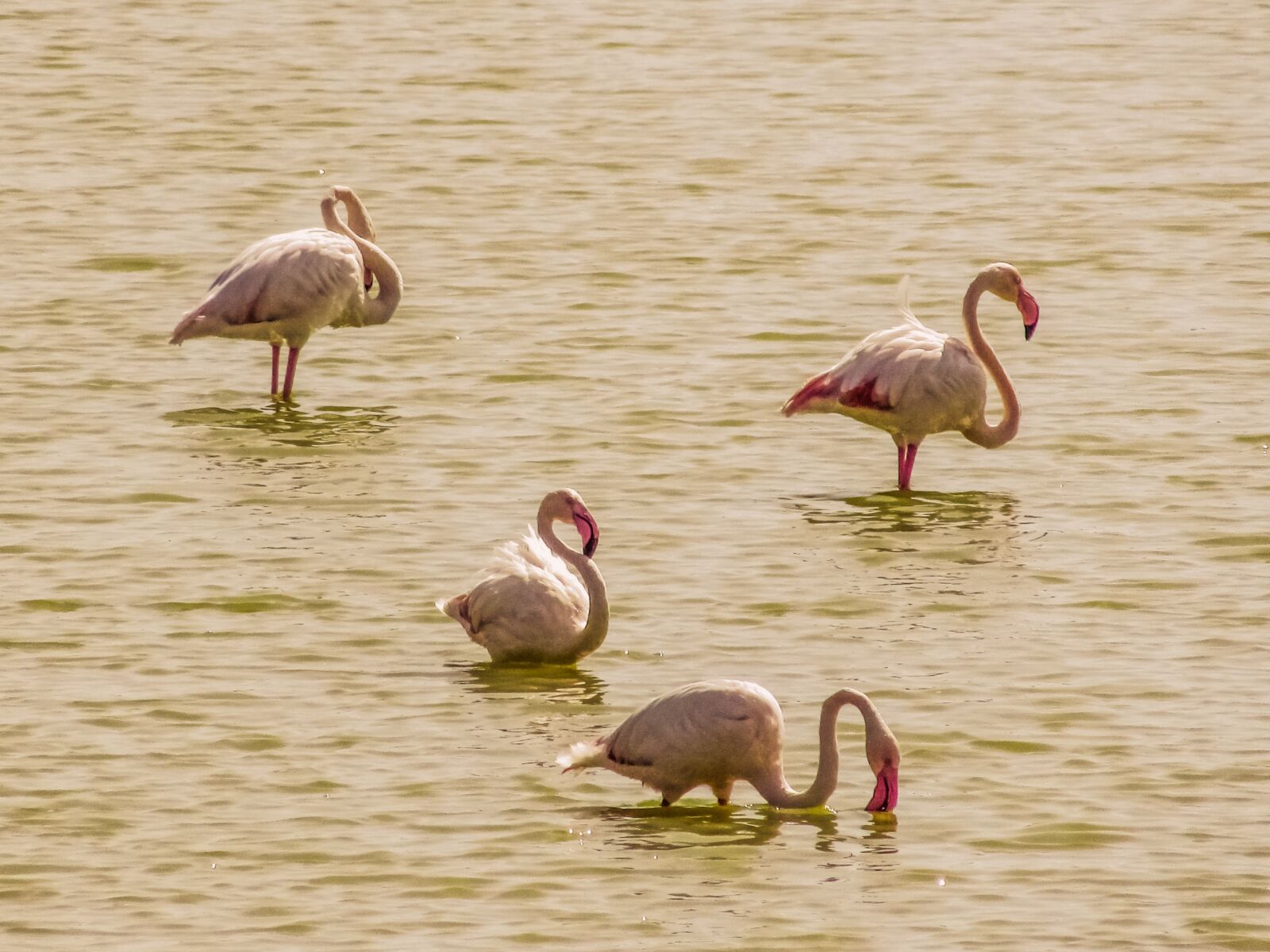 Canon PowerShot SX400 IS sample photo. Cyprus, oroklini lake, flamingos photography