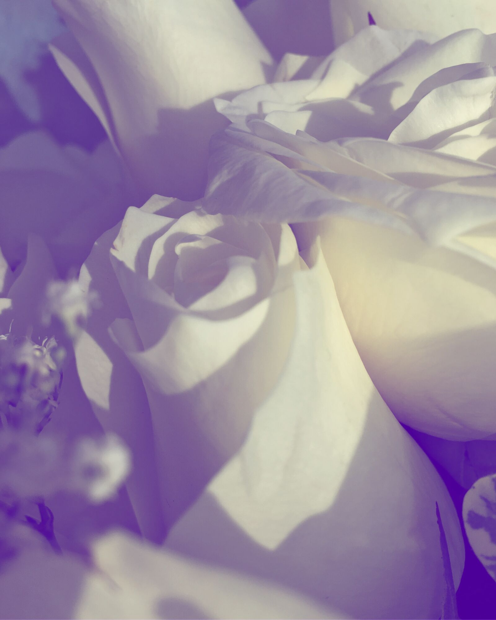 Apple iPhone 6s sample photo. Roses, flower, floral photography