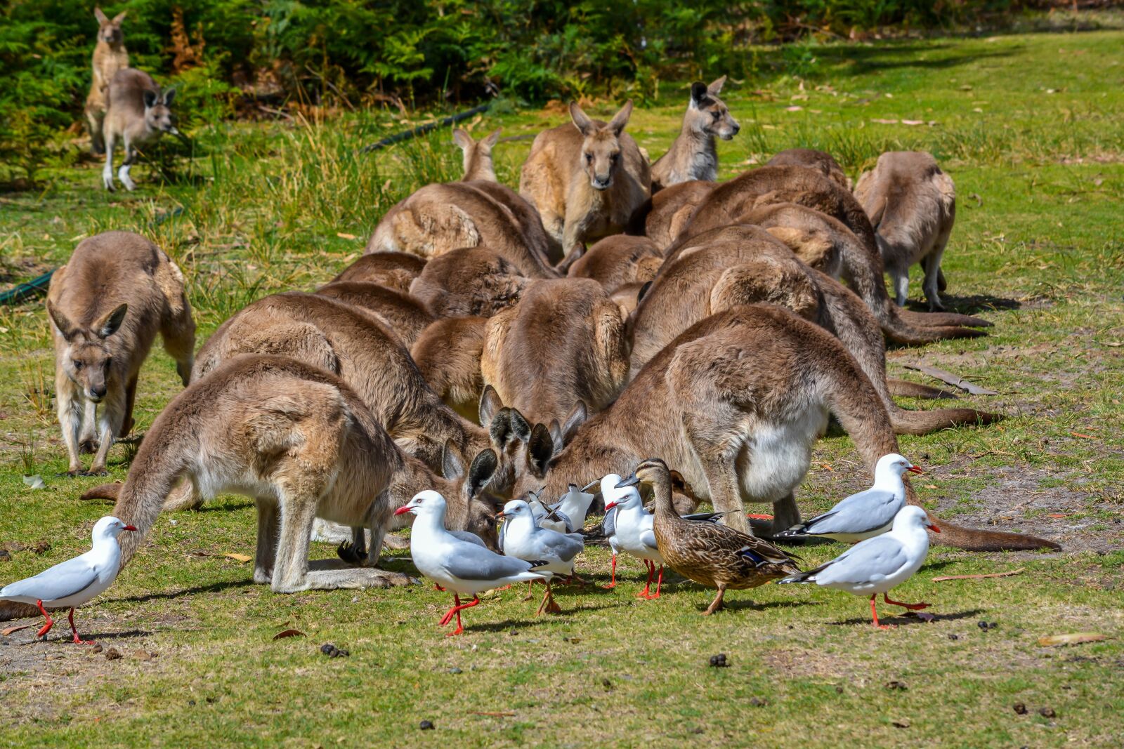 Nikon D5200 sample photo. Kangaroo, australian, animal photography