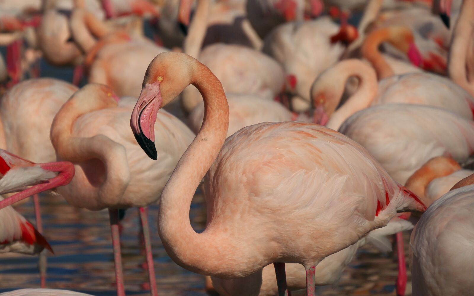 Panasonic Lumix DMC-GX7 sample photo. Nature, flamingos, birds photography