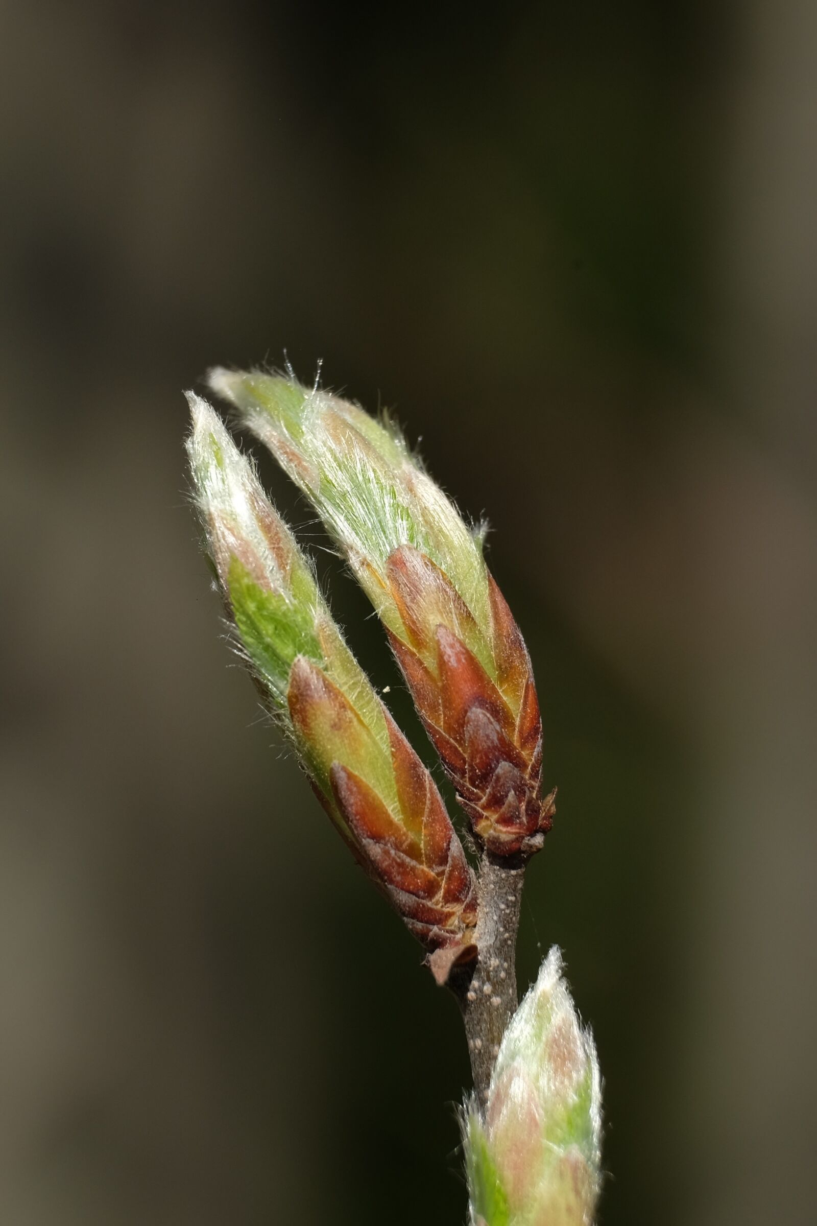 Fujifilm XF 55-200mm F3.5-4.8 R LM OIS sample photo. Bud, hornbeam, spring photography