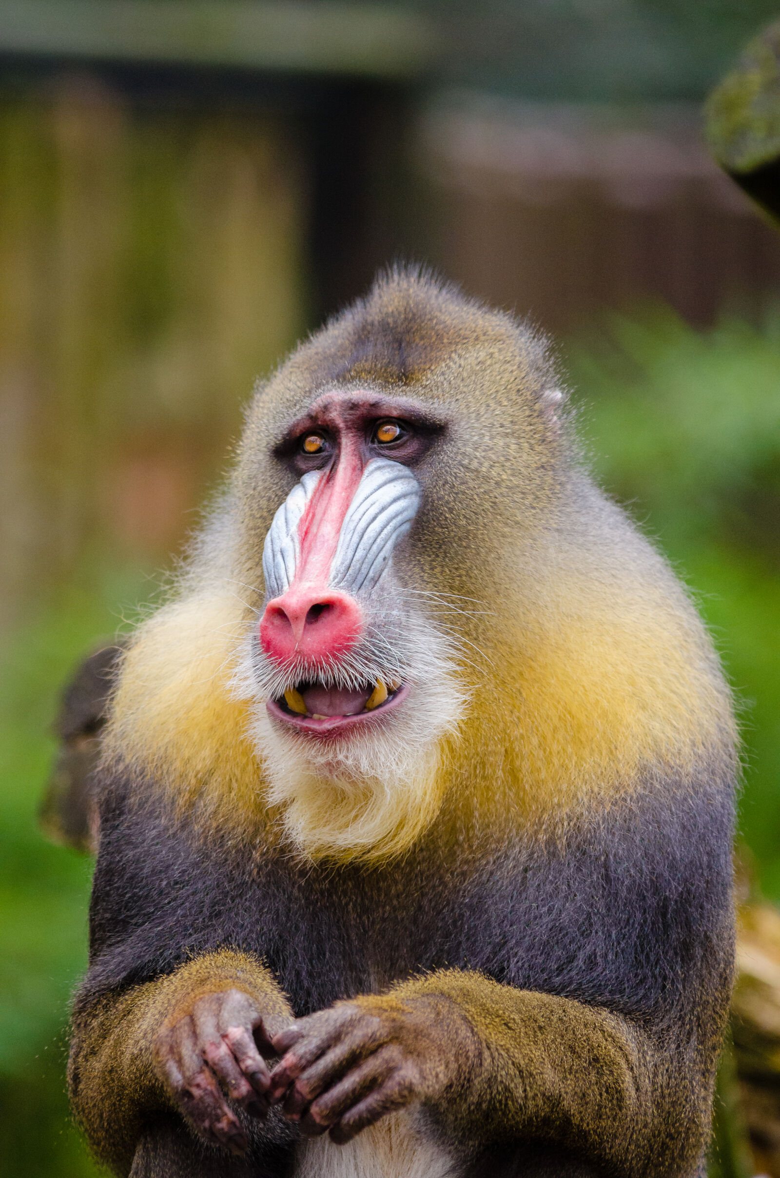 Nikon D7000 + Sigma APO Tele Macro 300mm F4 sample photo. Yellow, and, black, baboon photography