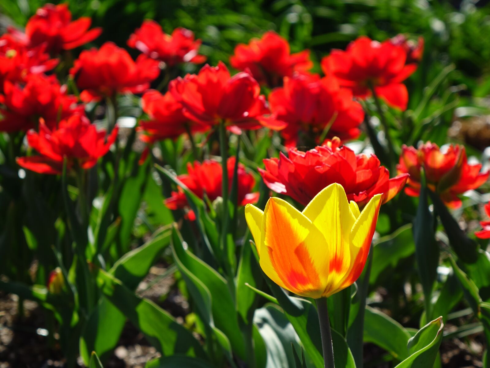 Sony Cyber-shot DSC-RX10 sample photo. Flowers, tulips, spring photography