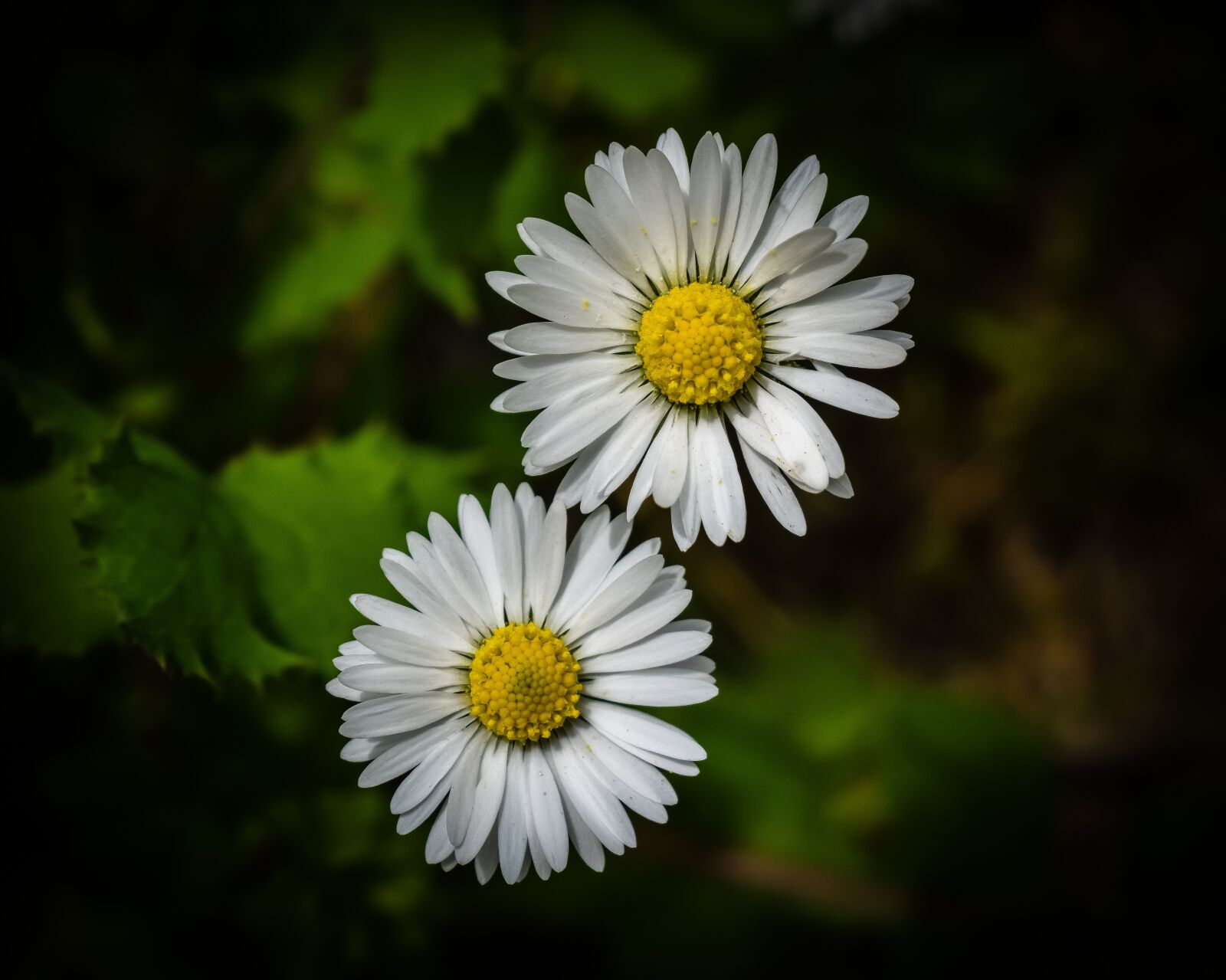 Nikon D3300 sample photo. Daisies, daisy, flower photography