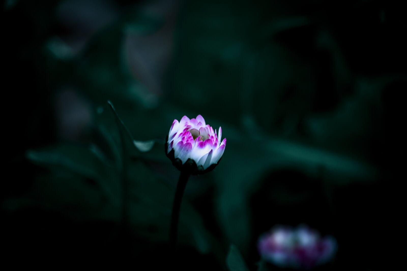 Canon EF-S 55-250mm F4-5.6 IS STM sample photo. Flower, nature, green photography