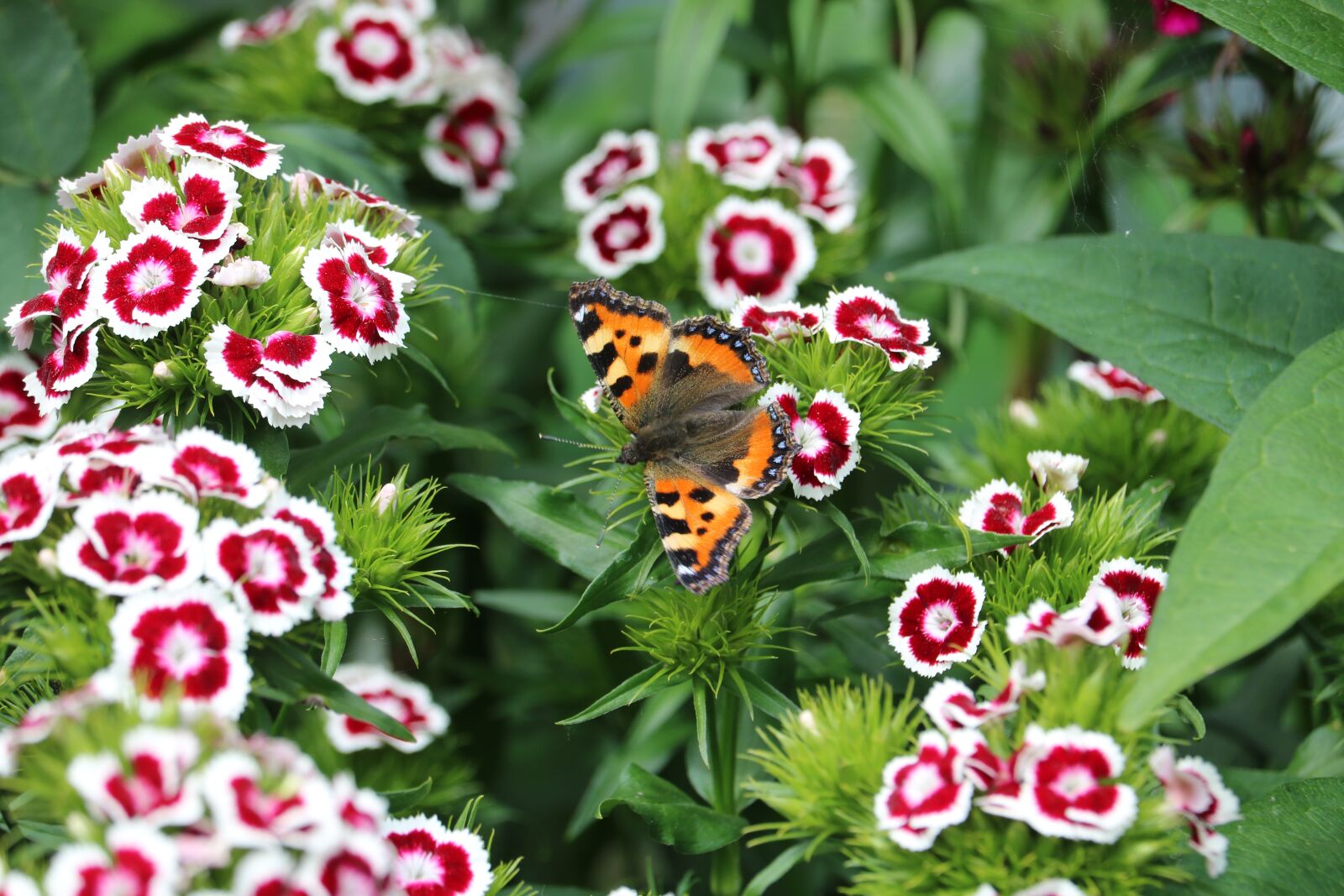 Canon EOS 750D (EOS Rebel T6i / EOS Kiss X8i) sample photo. Butterfly, hives, flowers photography
