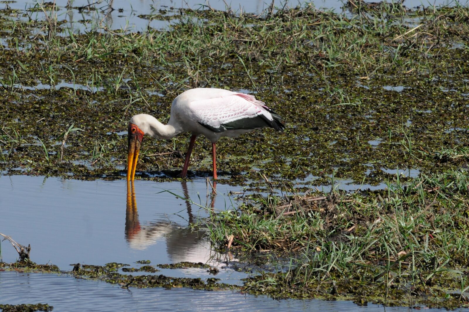 Nikon D300 sample photo. Botswana, chobe, yellow-billed stork photography