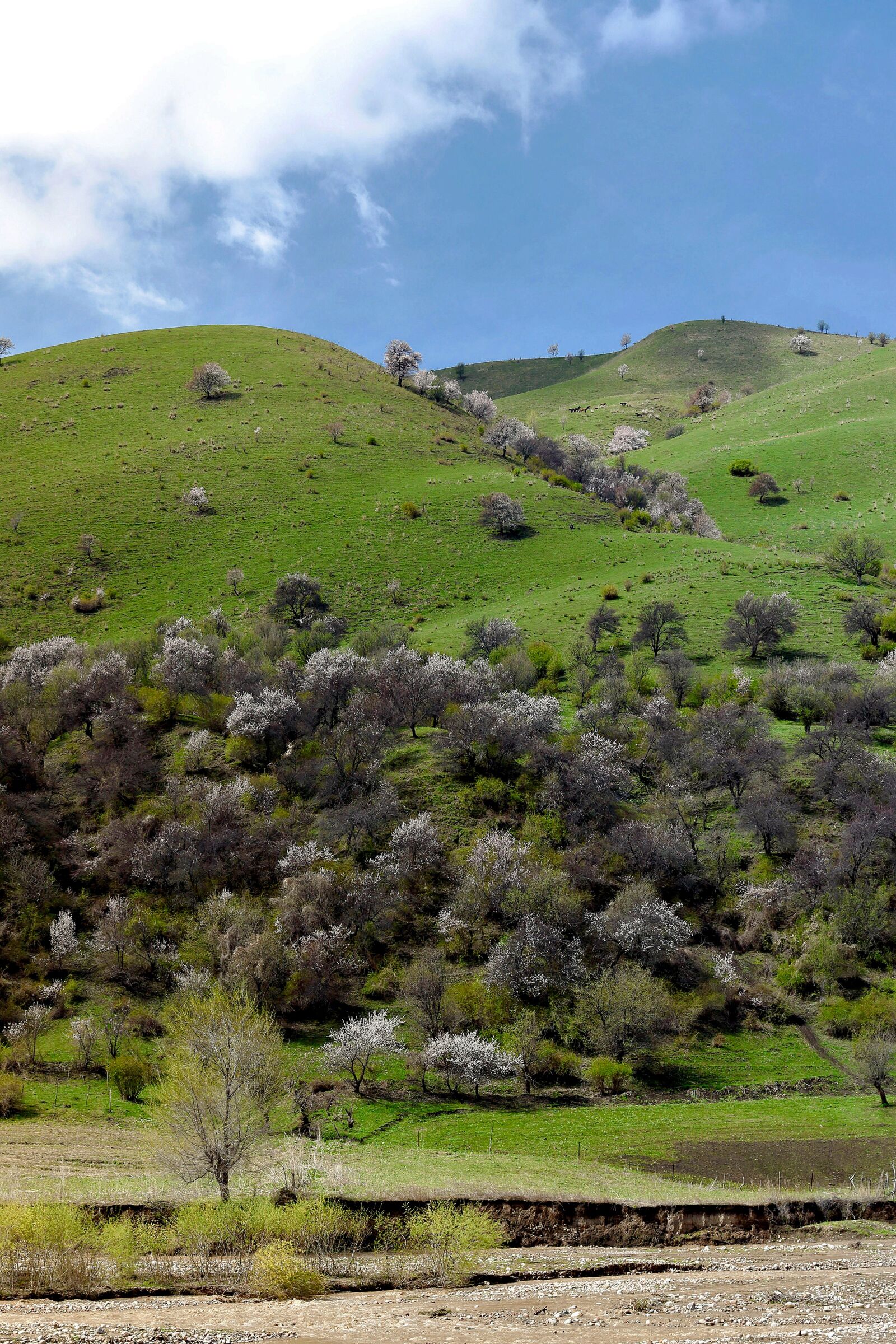 Canon EOS 5D Mark II sample photo. Nature, landscape, lawn photography