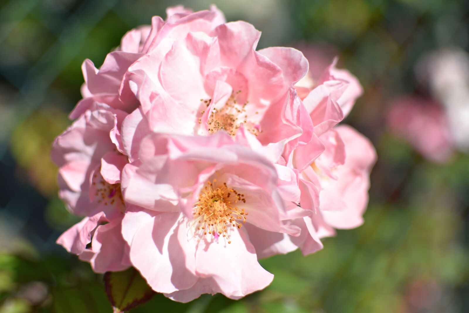 Nikon D5600 sample photo. Nature, fleur, rose photography