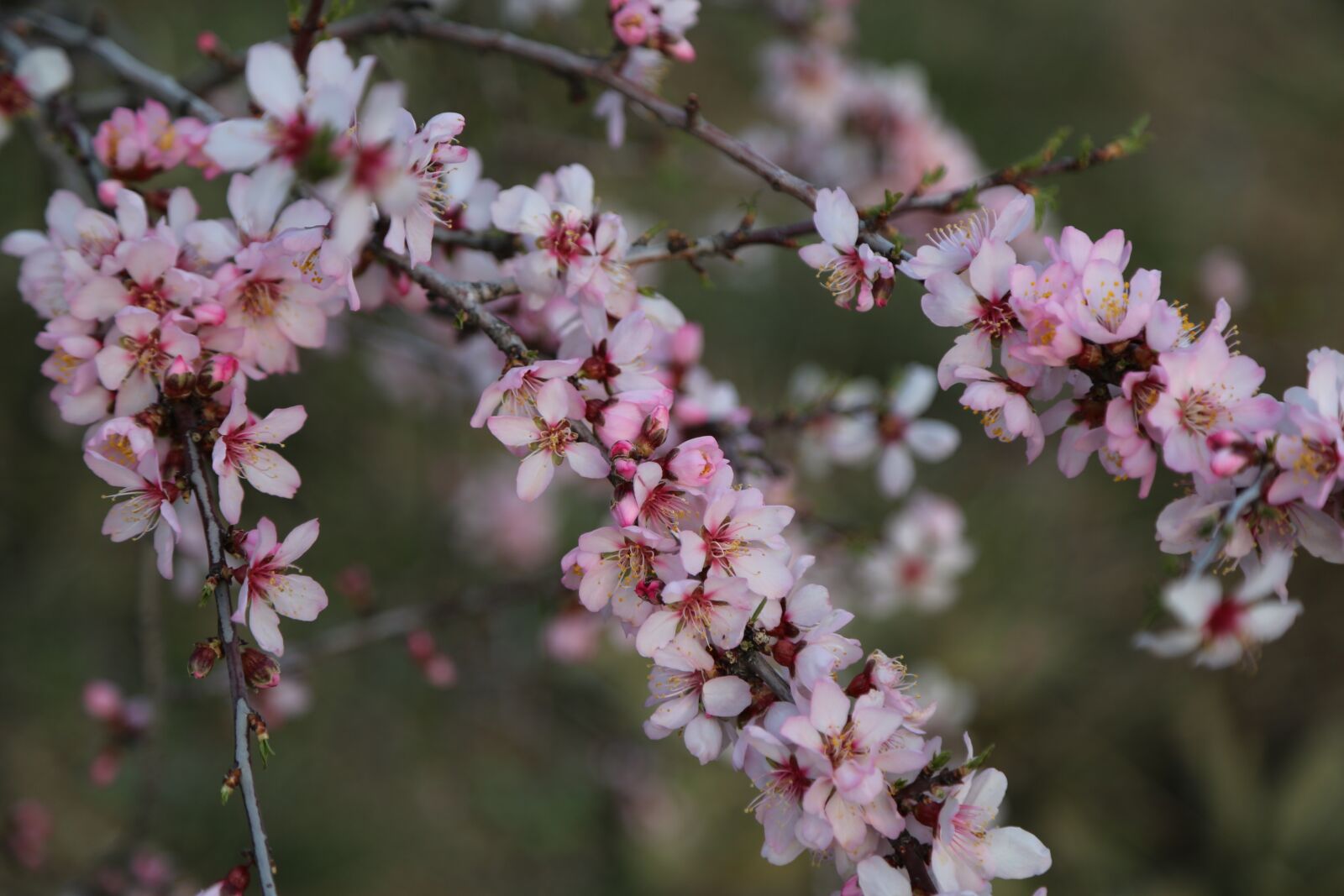Canon EF 24-105mm F4L IS USM sample photo. Flower, tree, nature photography