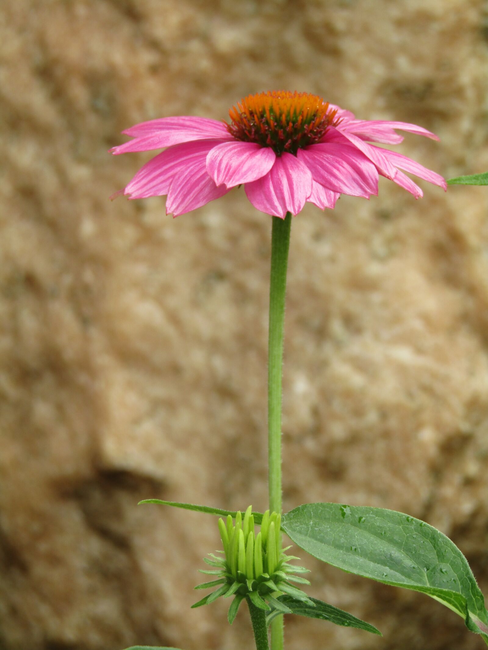 Canon POWERSHOT SX432 IS sample photo. Echinacea, coneflower, translucent sonnenhut photography
