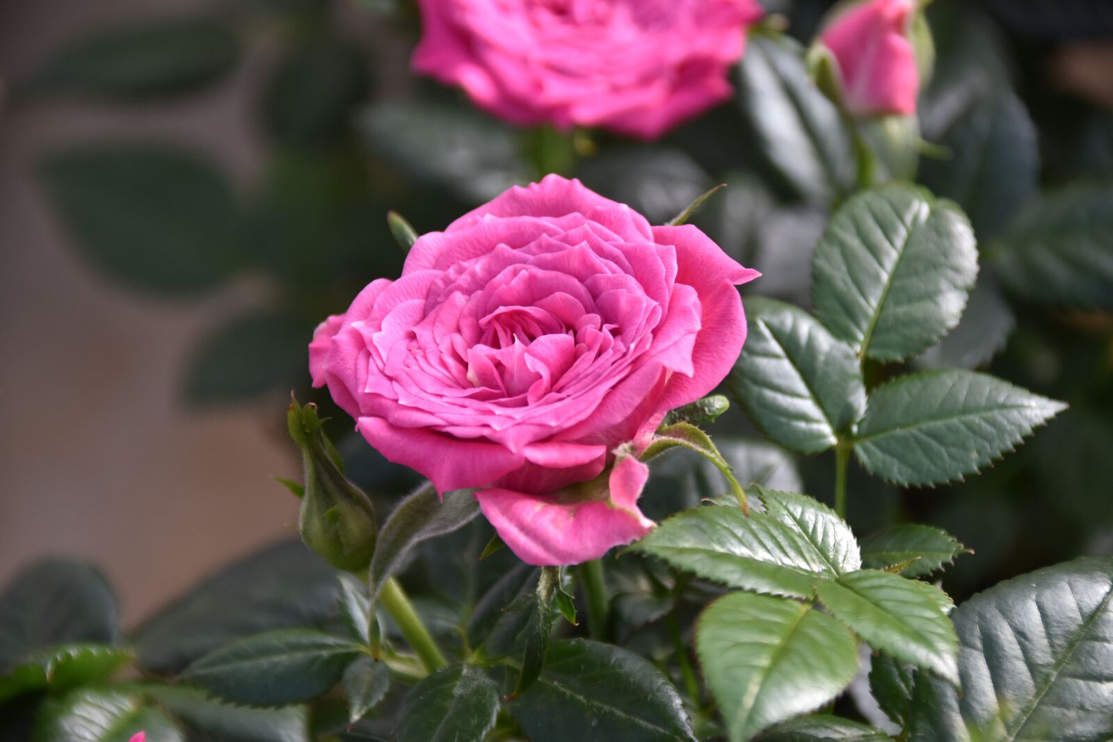 Nikon D5600 sample photo. Flower, pink, rosebush photography