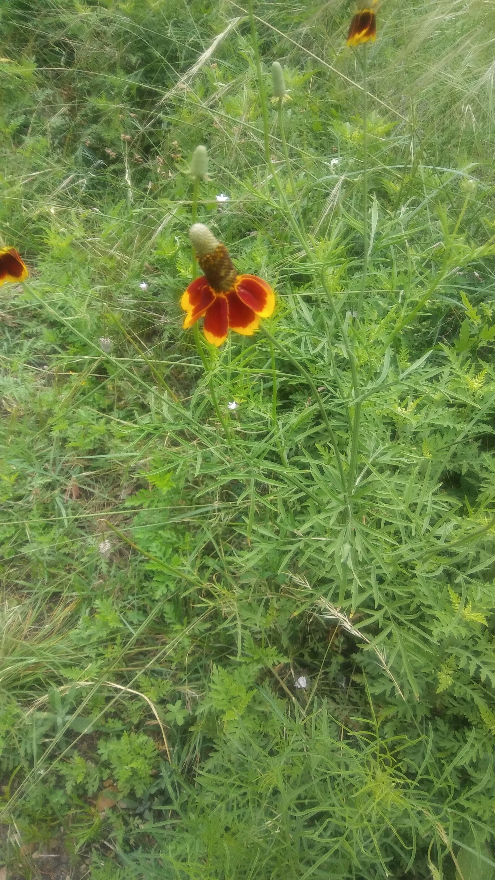 LG STYLO 2 PLUS sample photo. Flower, wildflower, mexican hat photography