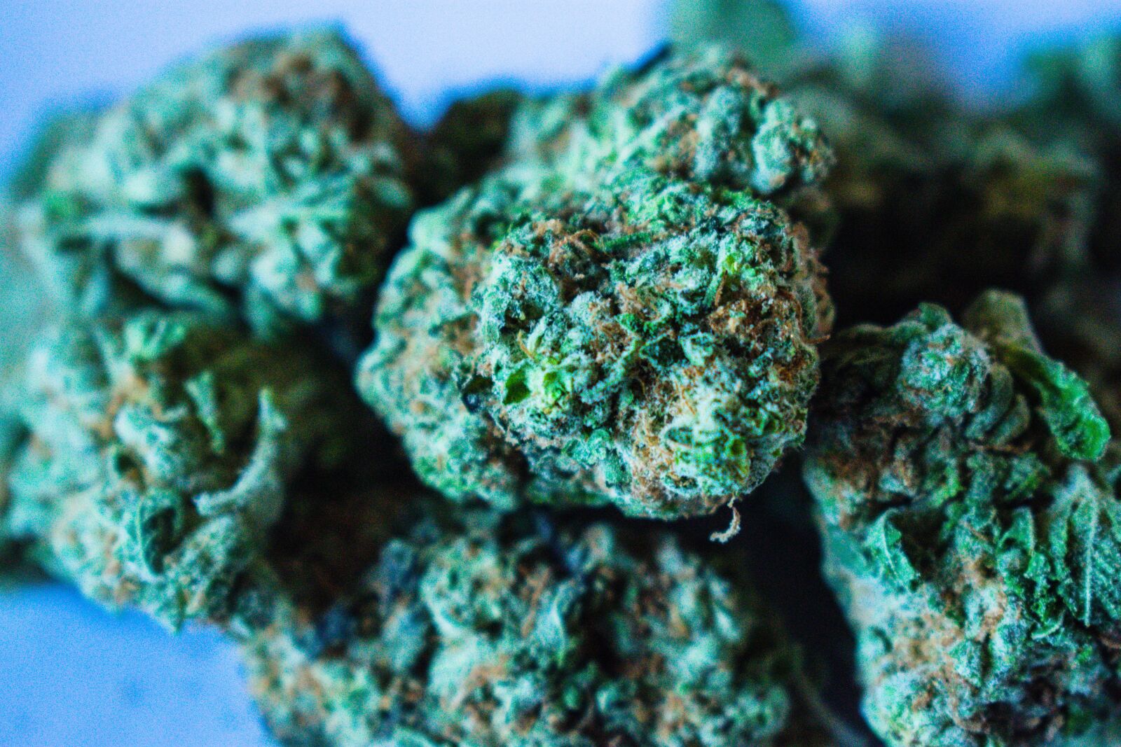 Nikon D3400 sample photo. Marijuana, weed, cannabis photography