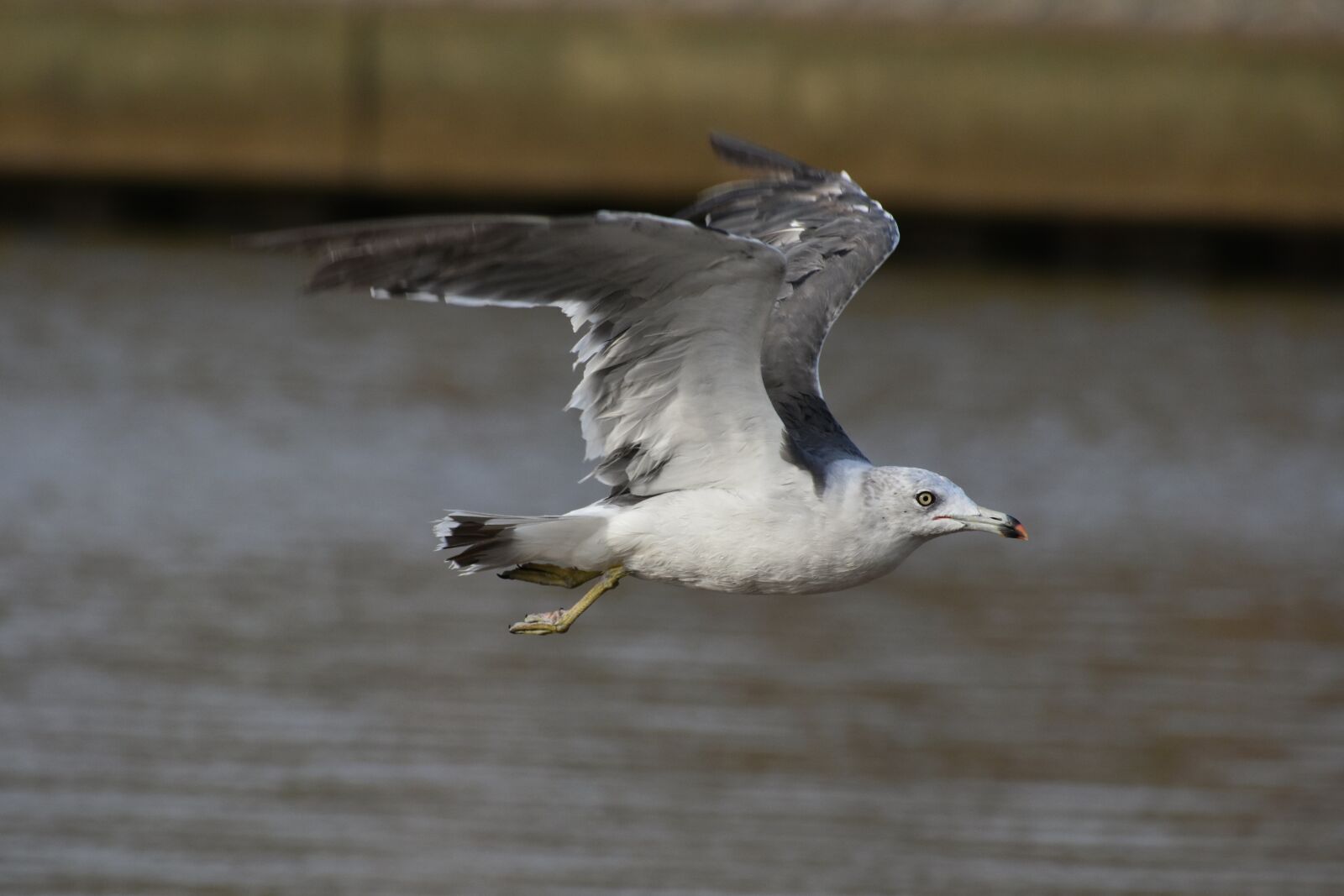 Nikon D7200 sample photo. Animal, sea, beach photography