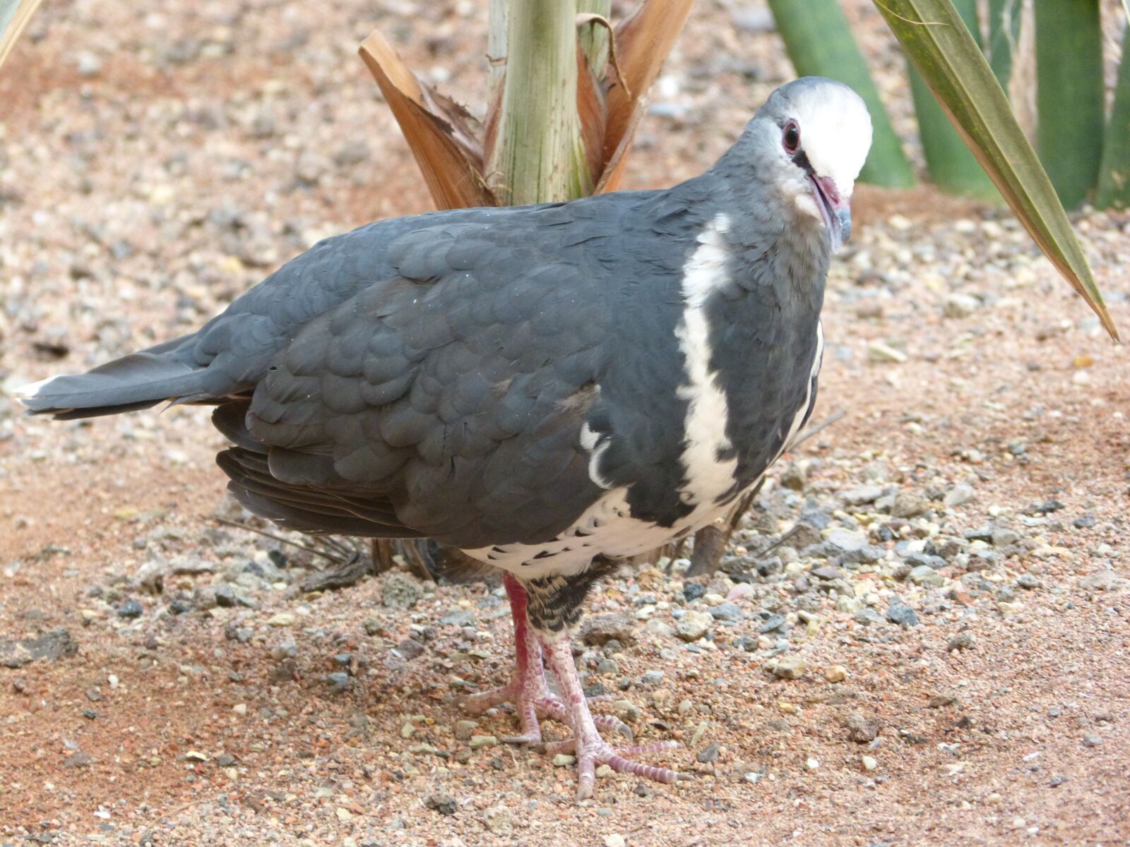 Panasonic DMC-FZ62 sample photo. Bird, dove, zoo photography