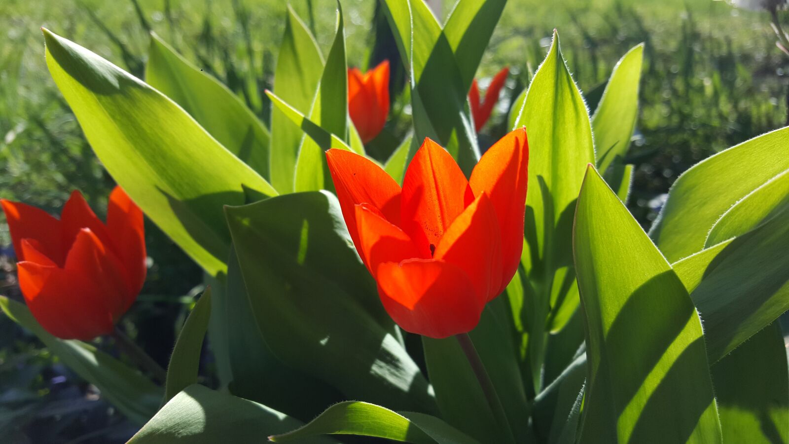 Samsung Galaxy S6 sample photo. Spring, flowers, tulips photography