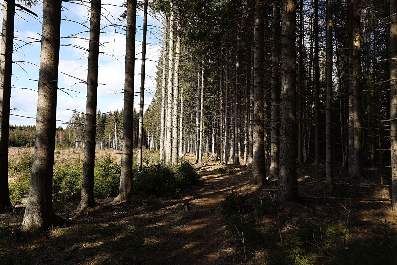 Canon RF 24-240mm F4-6.3 IS USM sample photo. Forest, wood, nature photography