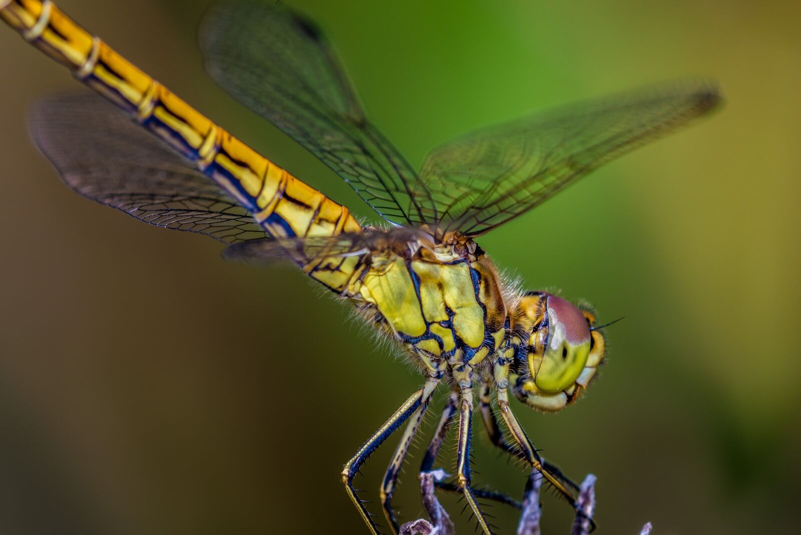 Nikon D600 sample photo. Dragonfly, nature, insect photography