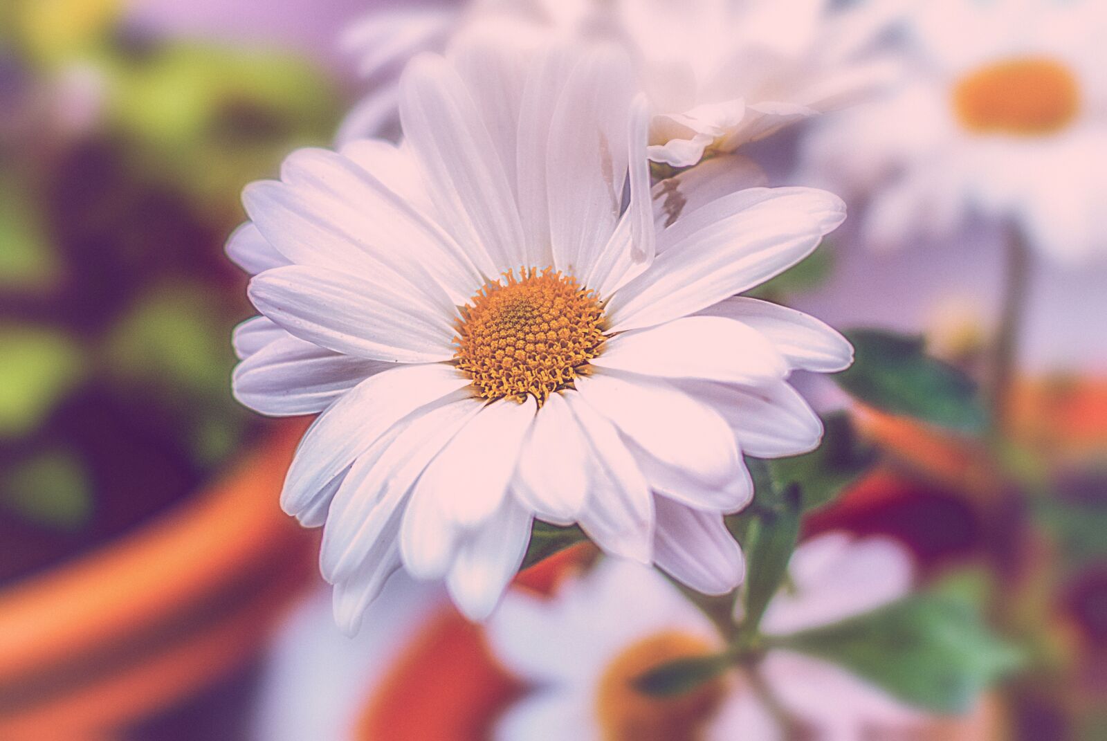Nikon D60 sample photo. Flower, flower g rbel photography